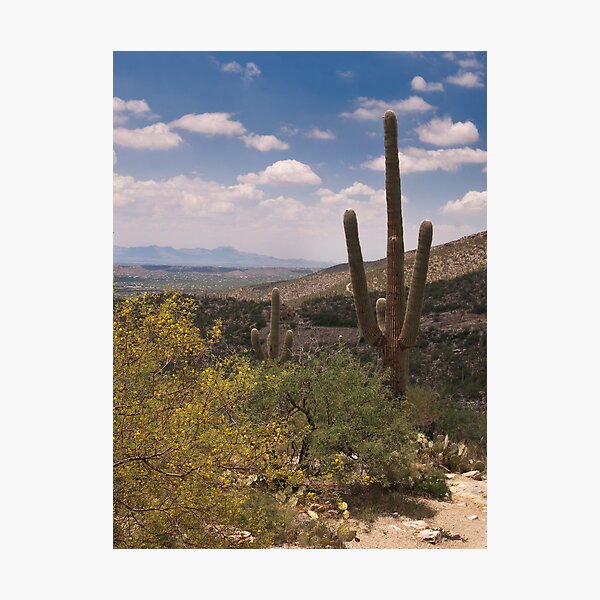 Desert Scene - Saguaro Photographic Print