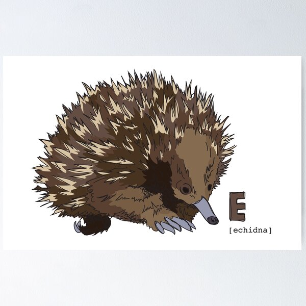 Item preview, Funky Animal Alphabet: E is for Echidna designed and sold by abigailhausman.