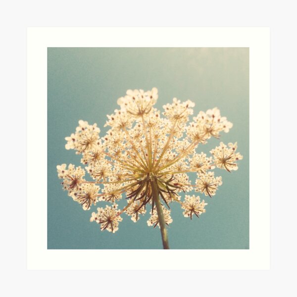 Queen Anne's Lace Art Print