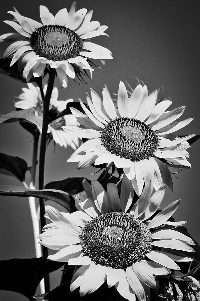 "Garden Sunflowers Black and White" by Carolyn Chentnik | Redbubble