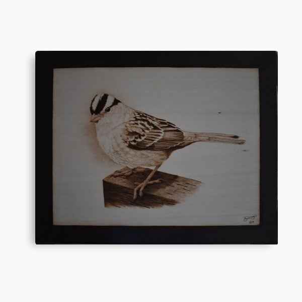 White-Crowned Sparrow Pyrography Artwork Canvas Print
