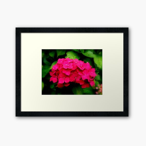 Touch Of Pink Framed Art Print