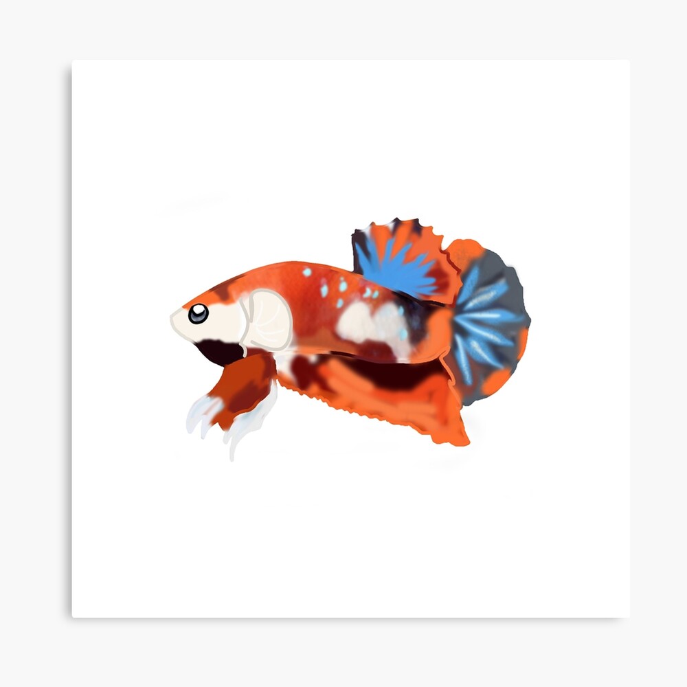 Galaxy Plakat Halfmoon Koi Betta Photographic Print By Iyuda Redbubble