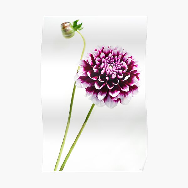 Dahlia Poster