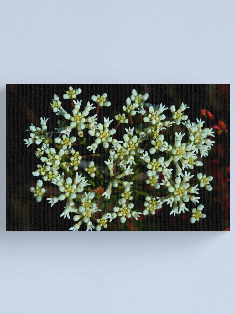 Alternate view of Conospermum taxifolium Canvas Print