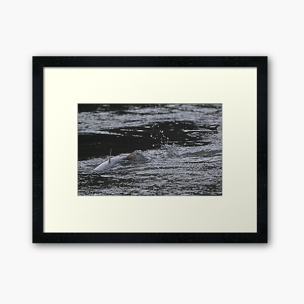 Fishing on the Fraser Framed Art Print