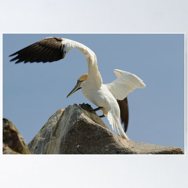 Item preview, Precison landing, gannet, Saltee Islands, County Wexford, Ireland designed and sold by AndrewJonesFoto.