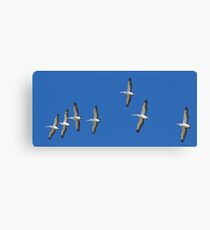 (not quite) Sequential Pelicans Canvas Print