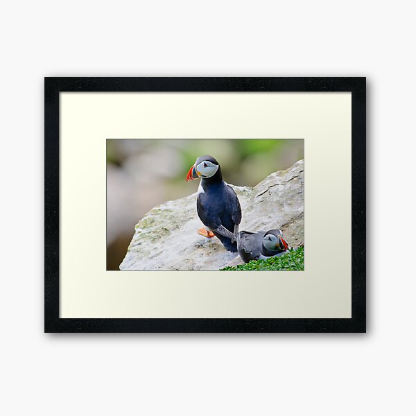 Puffins, Saltee Island, County Wexford, Ireland Framed Art Print