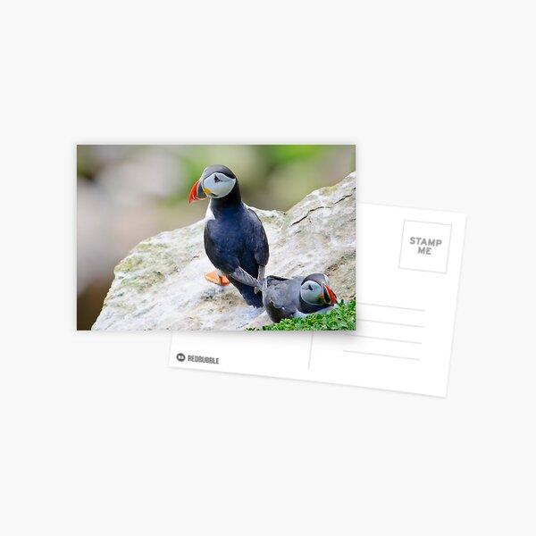 Item preview, Puffins, Saltee Island, County Wexford, Ireland designed and sold by AndrewJonesFoto.