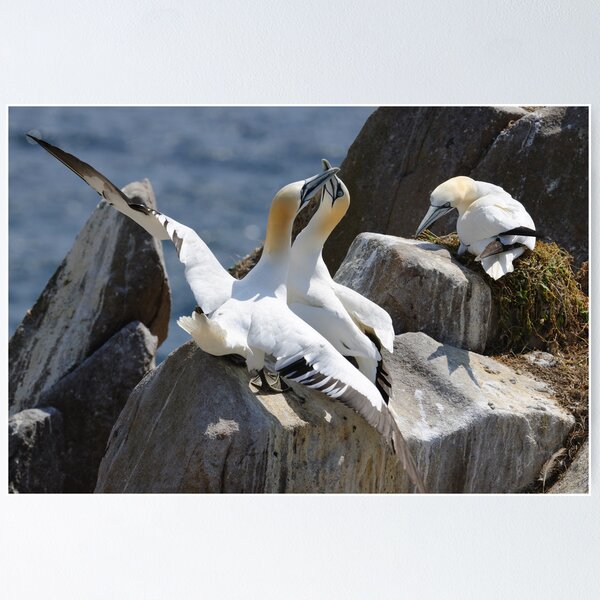 Aperçu de l'œuvre Spectateur jaloux, fous de Bassan, Saltee Island, comté de Wexford, Irlande créée et vendue par AndrewJonesFoto.