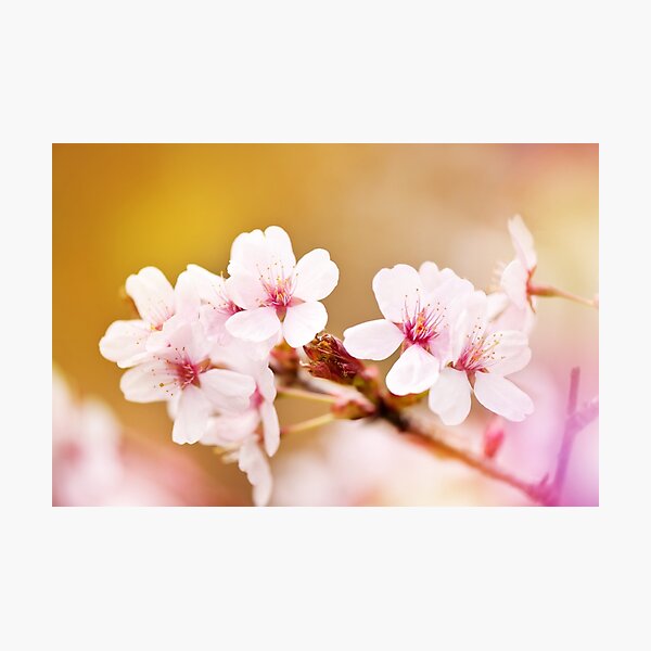 Item preview,  fairy cherry tree flowers  designed and sold by Arletta Cwalina.