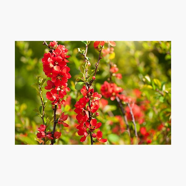 Item preview, Chaenomeles shrub red flowering designed and sold by Arletta Cwalina.