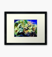 Untitled Framed Print
