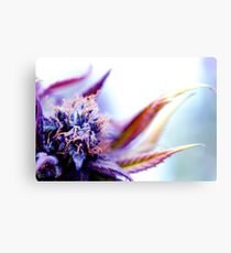 Untitled Canvas Print