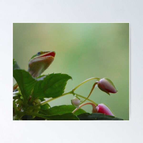 Item preview, Serenading designed and sold by ArkansasLisa.