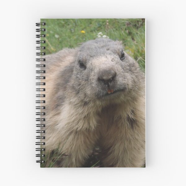 Item preview, Marmot on a Swiss mountain designed and sold by Keithydee.