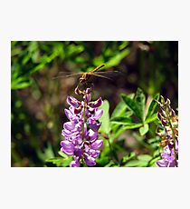 Flame Skimmer I Fotodruck
