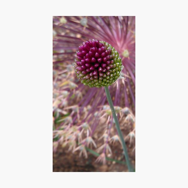 Gone to Seed Photographic Print