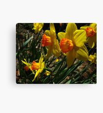 Once so vibrant, now a memory Canvas Print