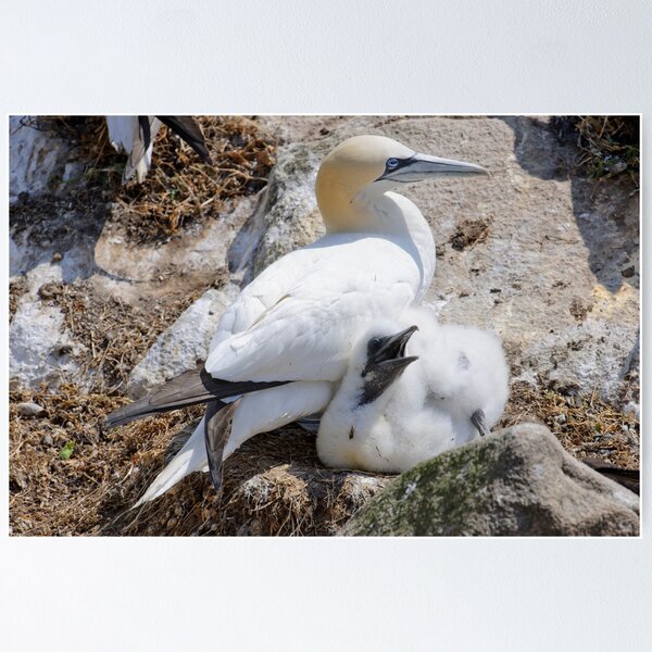 Item preview, Gannet and chick, Saltee Island, County Wexford, Ireland designed and sold by AndrewJonesFoto.