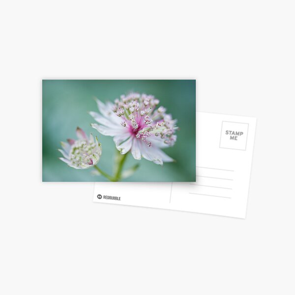 Item preview, Astrantia softness designed and sold by Zoe Power.