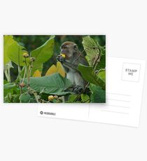 Macaque savoring the flavour Postcards