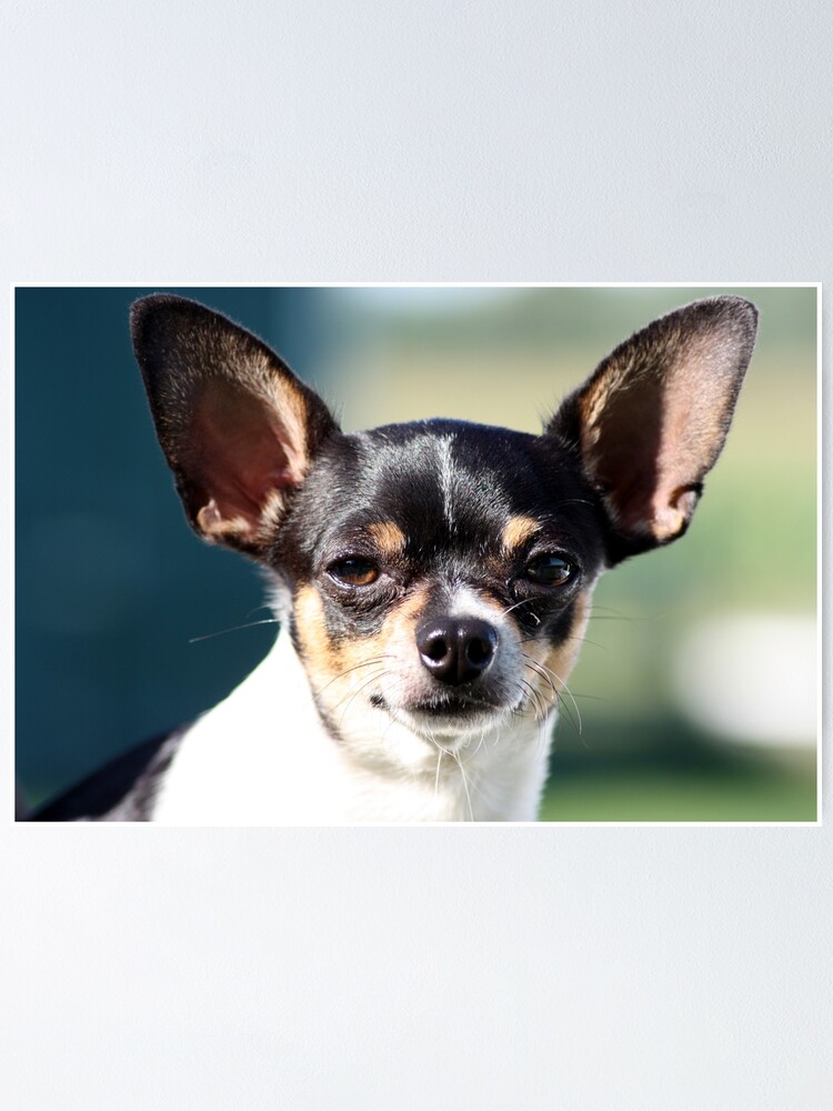 mexican chiwawa