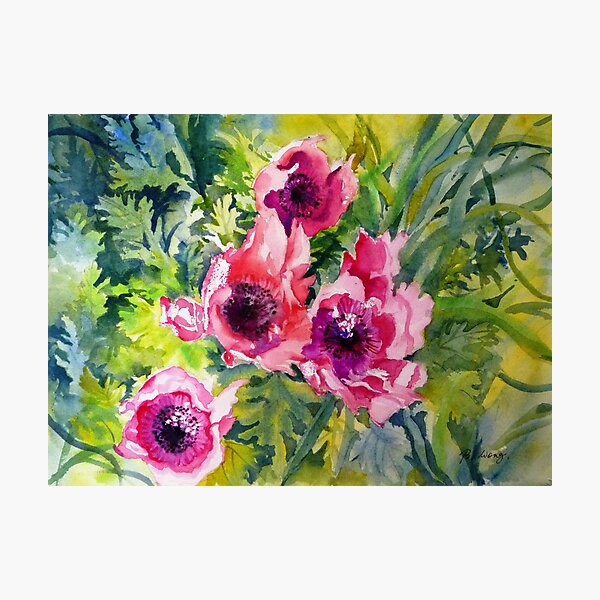 Wild Anemone Photographic Print