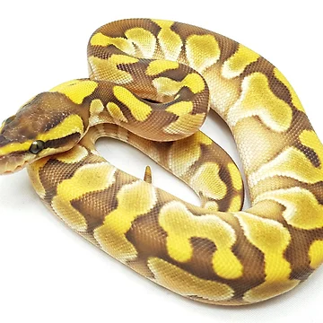 Artwork thumbnail, Ball python Enchi Lesser by BDesignerMorphs