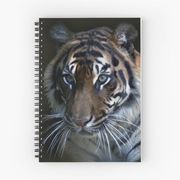 Item preview, Hybrid Tigress - Melbourne Zoo, Australia designed and sold by Bev Pascoe.