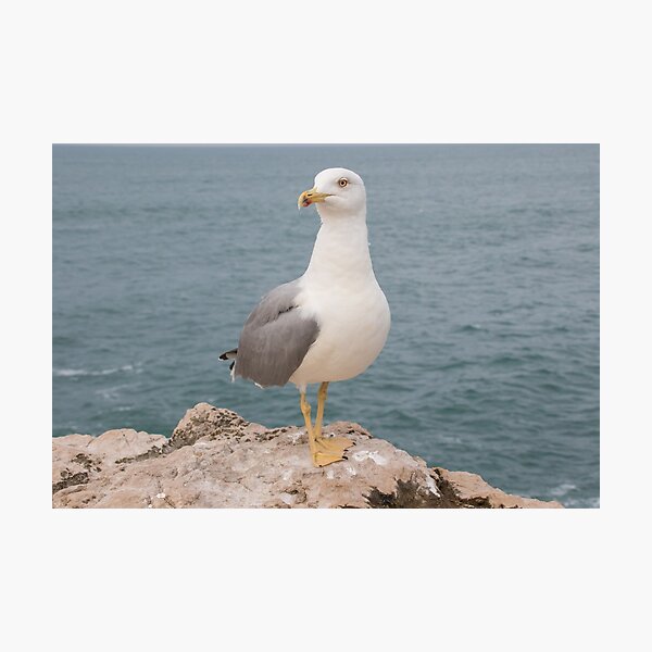 Yellow Legged Gull Photographic Print