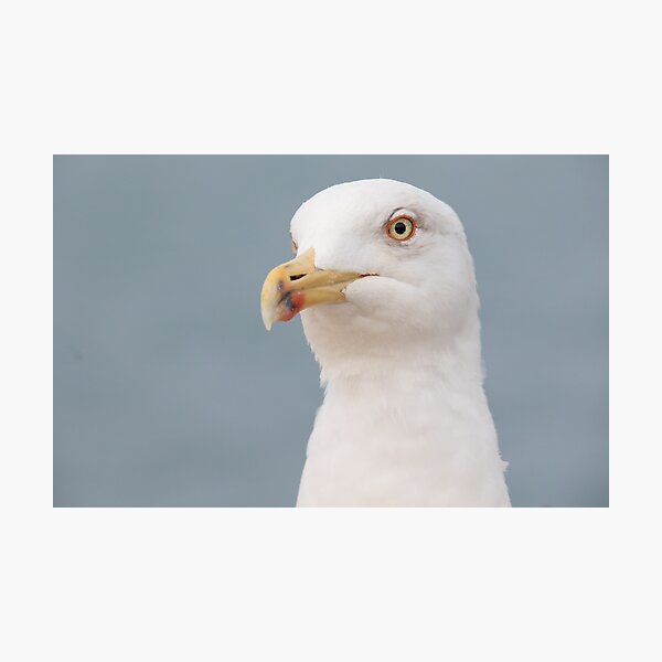 Yellow Legged Gull Photographic Print