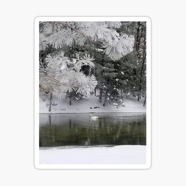 Trumpeter Swan and Hoar Frost Sticker