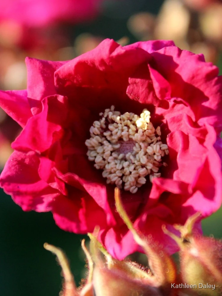 Thumbnail 4 of 4, iPhone Case, Flowering Raspberry designed and sold by Kathleen Daley.