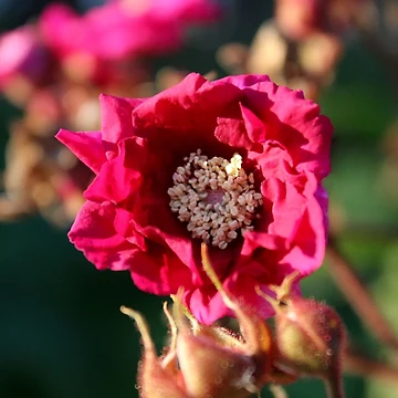 Artwork thumbnail, Flowering Raspberry by Kathleen Daley