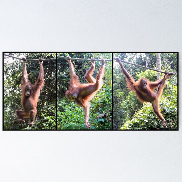 Aperçu de l'œuvre 'Poser'. Orangutan, Borneo créée et vendue par Carole-Anne.