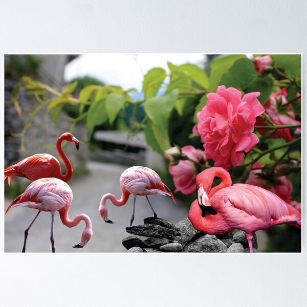 Flamingos Poster