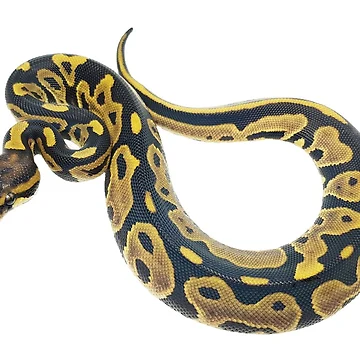 Artwork thumbnail, Leopard Ball python by BDesignerMorphs