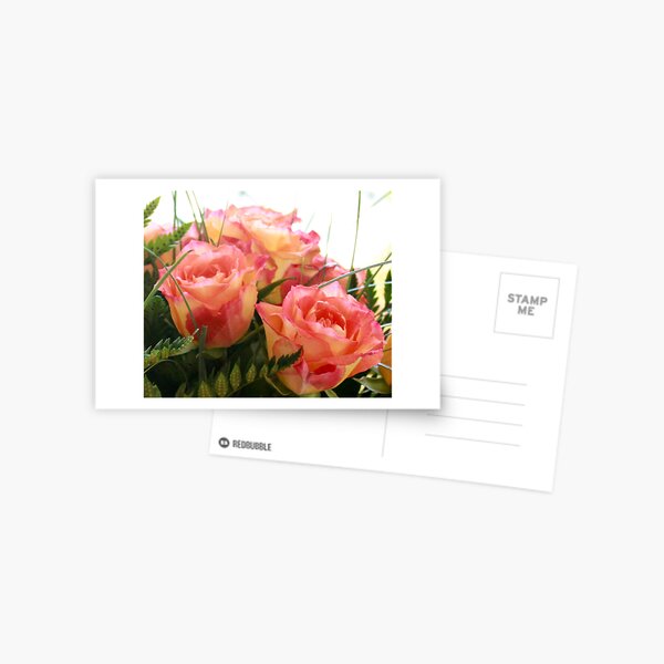 Rosa Postcard