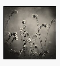 Coterie Photographic Print