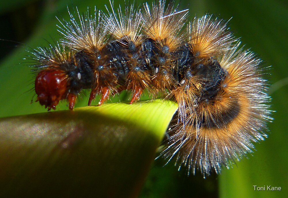 "Fiery Hairy Little Redhead Caterpillar " by Toni Kane Redbubble