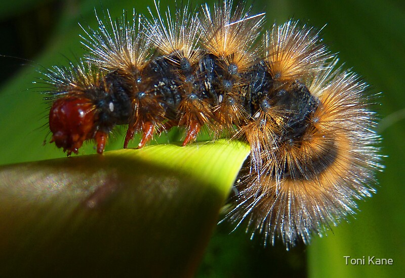 white red catapillar head hairy