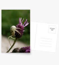 Crab spider Postcards