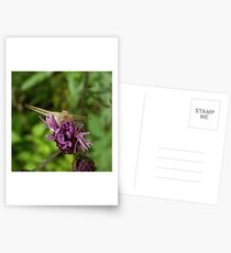 Crab spider Postcards