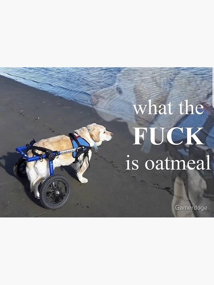 "What is oatmeal dog" Poster for Sale by Gamerdoge Redbubble