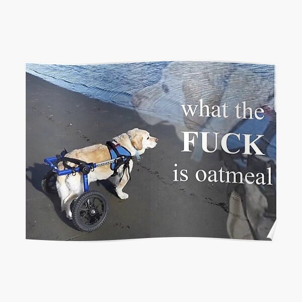 Was ist Haferflocken Hund Poster