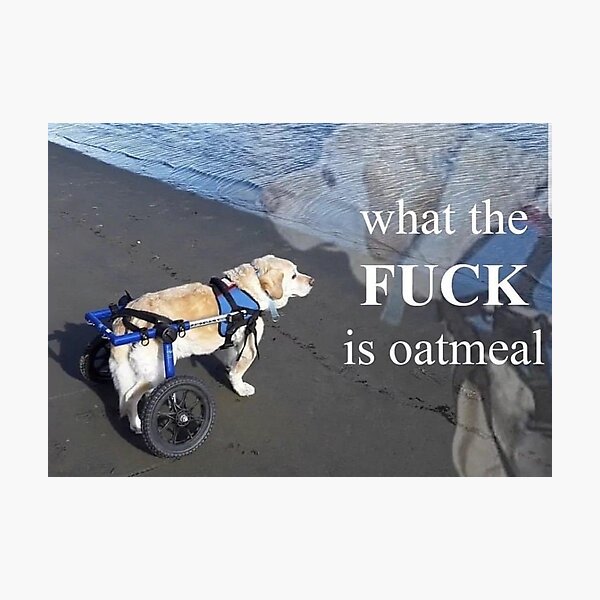 What is oatmeal dog Photographic Print