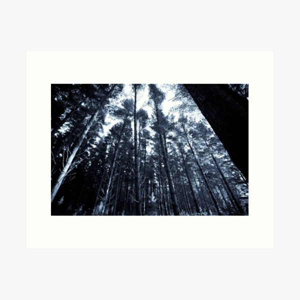 Item preview, Pine Forest - Fleurieu Peninsula, South Australia designed and sold by Stephen Permezel.
