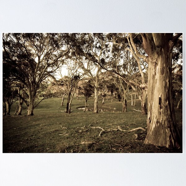 Item preview, Trees - Fleurieu Peninsula, South Australia designed and sold by Stephen Permezel.